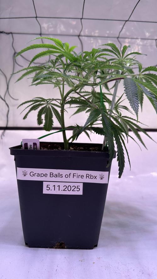 Autumn-Winter grow from cuts 2025/26. Week 2