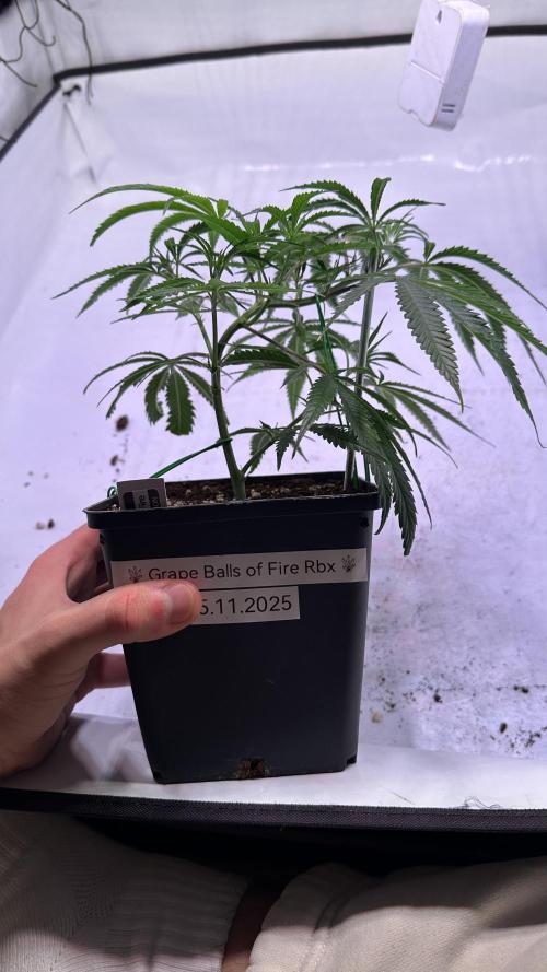 Autumn-Winter grow from cuts 2025/26. Week 2