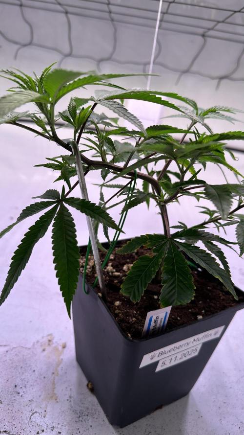 Autumn-Winter grow from cuts 2025/26. Week 2