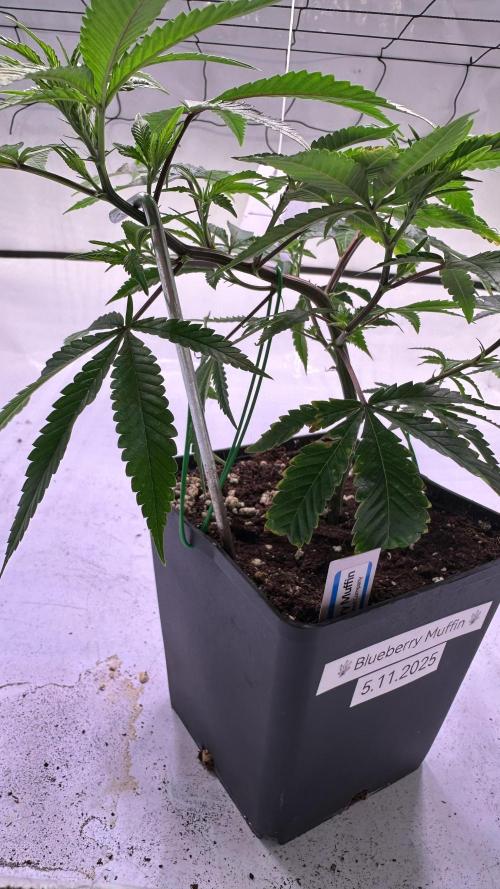 Autumn-Winter grow from cuts 2025/26. Week 2