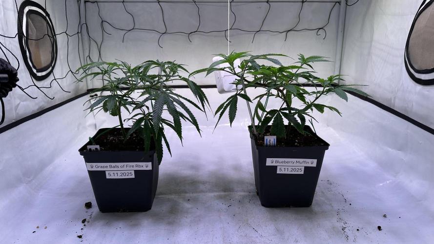 Autumn-Winter grow from cuts 2025/26. Week 2