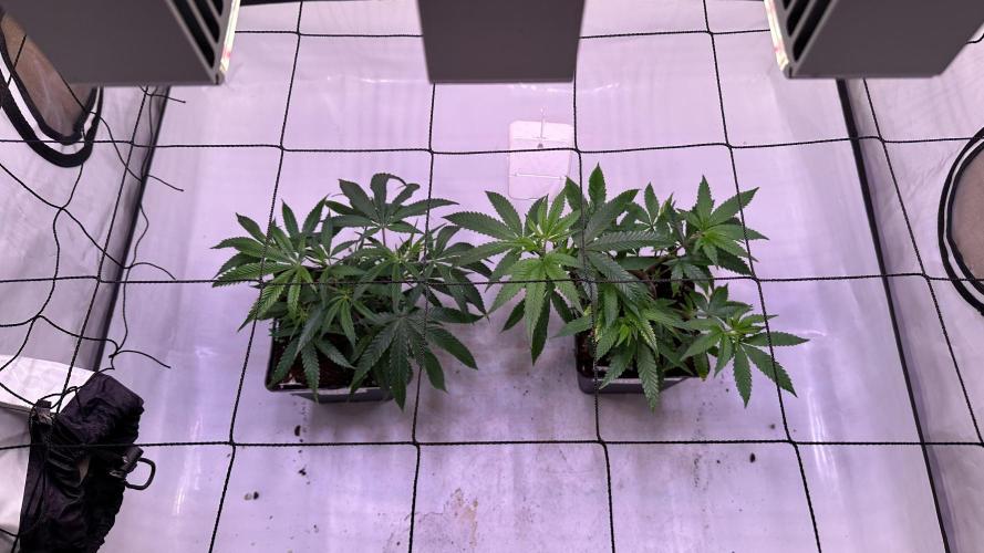 Autumn-Winter grow from cuts 2025/26. Week 2