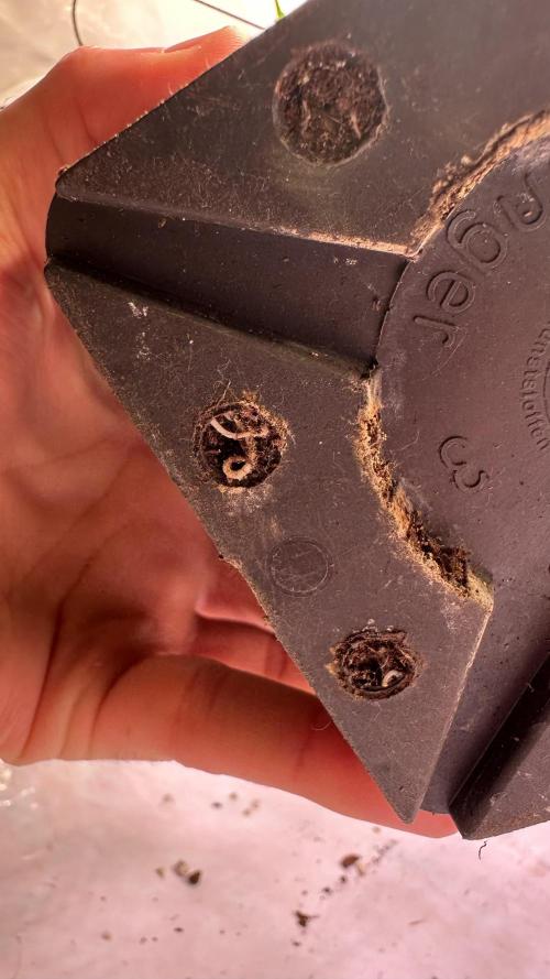 Autumn-Winter grow from cuts 2025/26. Week 2