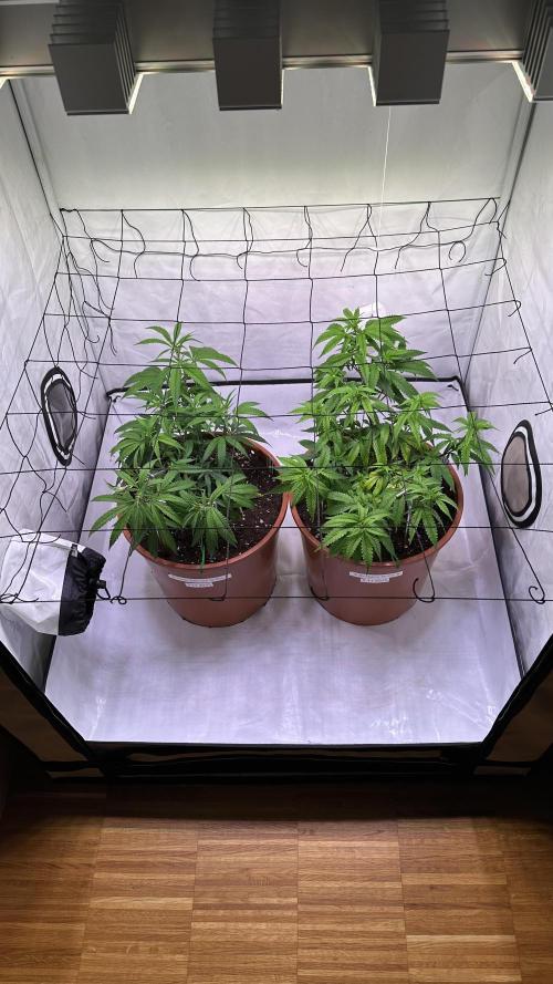 Autumn-Winter grow from cuts 2025/26. Week 3