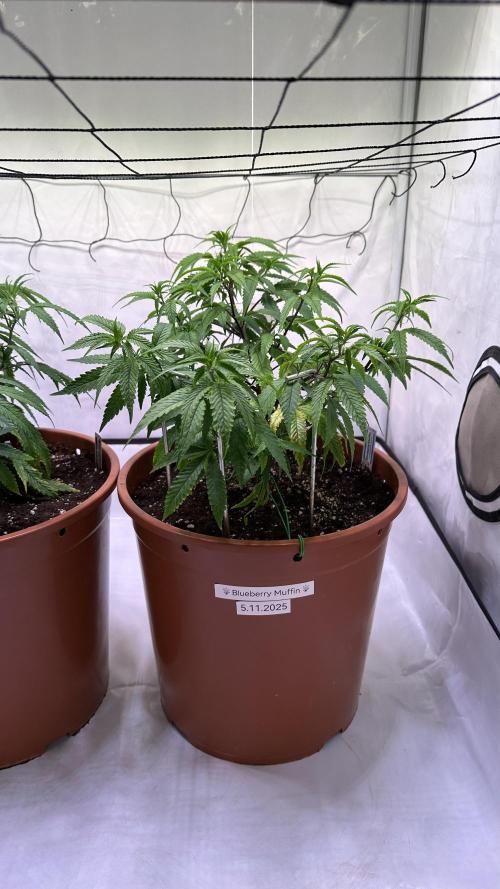 Autumn-Winter grow from cuts 2025/26. Week 3