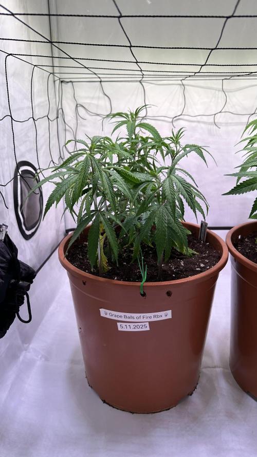 Autumn-Winter grow from cuts 2025/26. Week 3