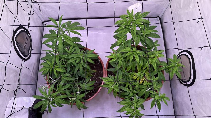 Autumn-Winter grow from cuts 2025/26. Week 3