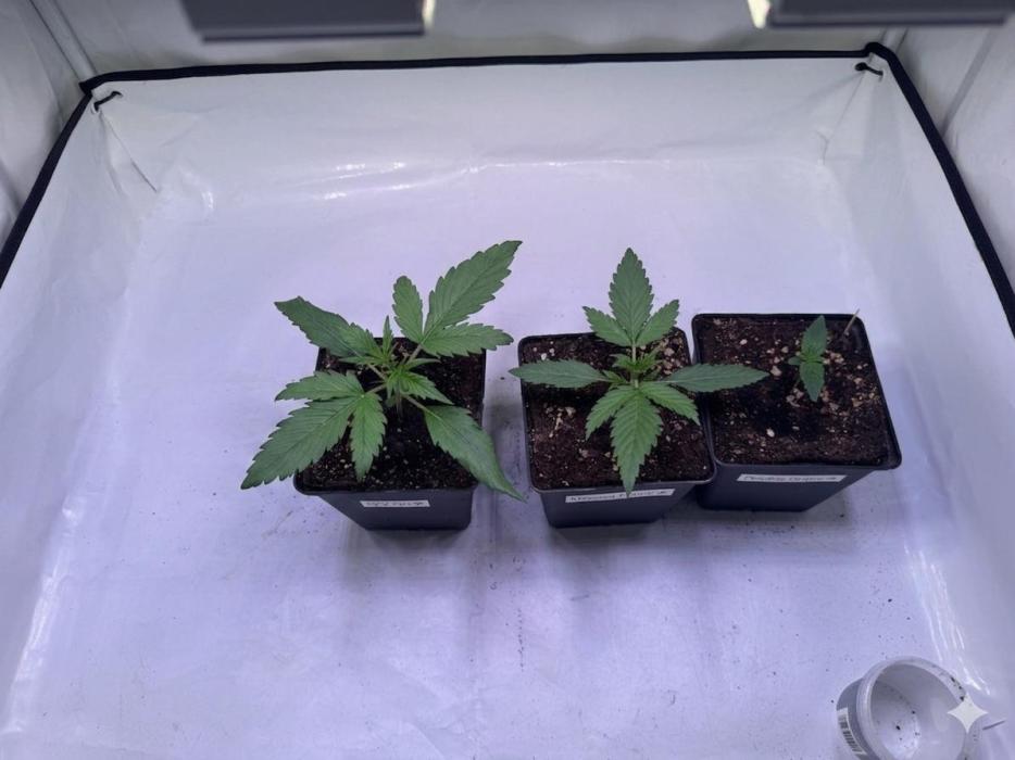 Buds n' Roses. Week 2