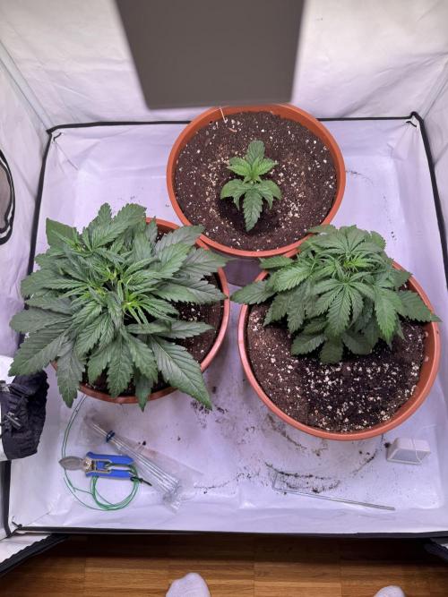 Buds n' Roses. Week 3