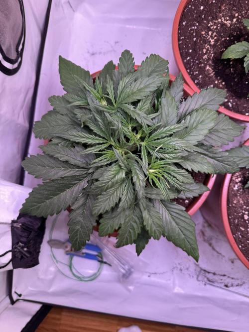 Buds n' Roses. Week 3 - Sfv Og