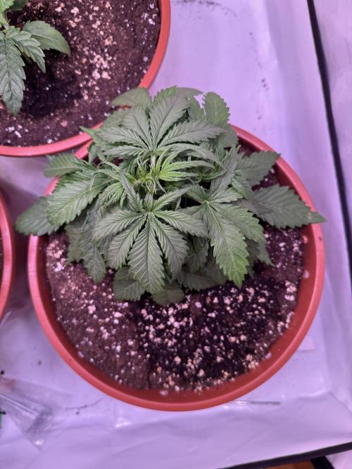 Buds n' Roses. Week 3 - Mimosa Punch