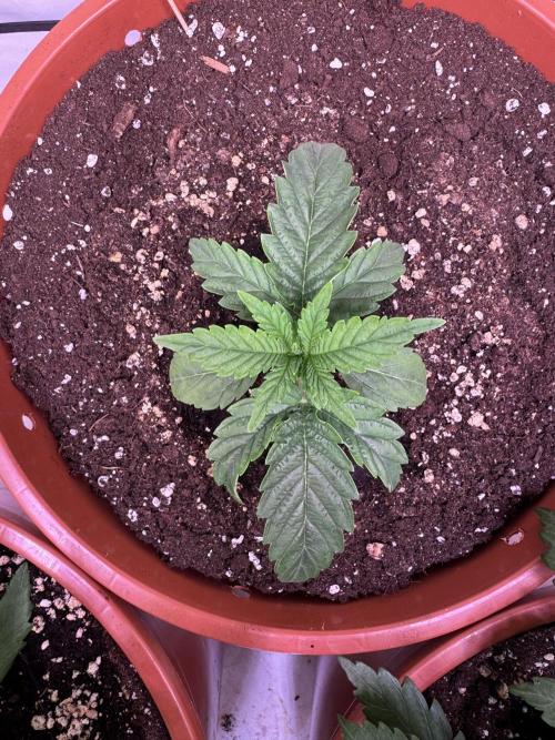 Buds n' Roses. Week 3 - Double Grape