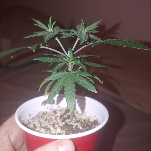 Vanilla and Cookie Kush . Week 1