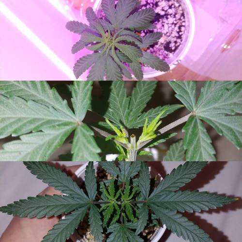 Vanilla and Cookie Kush . Week 1