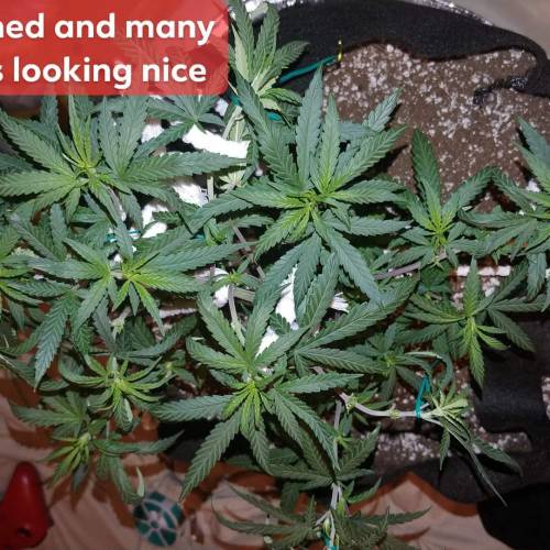 Vanilla and Cookie Kush . Week 2