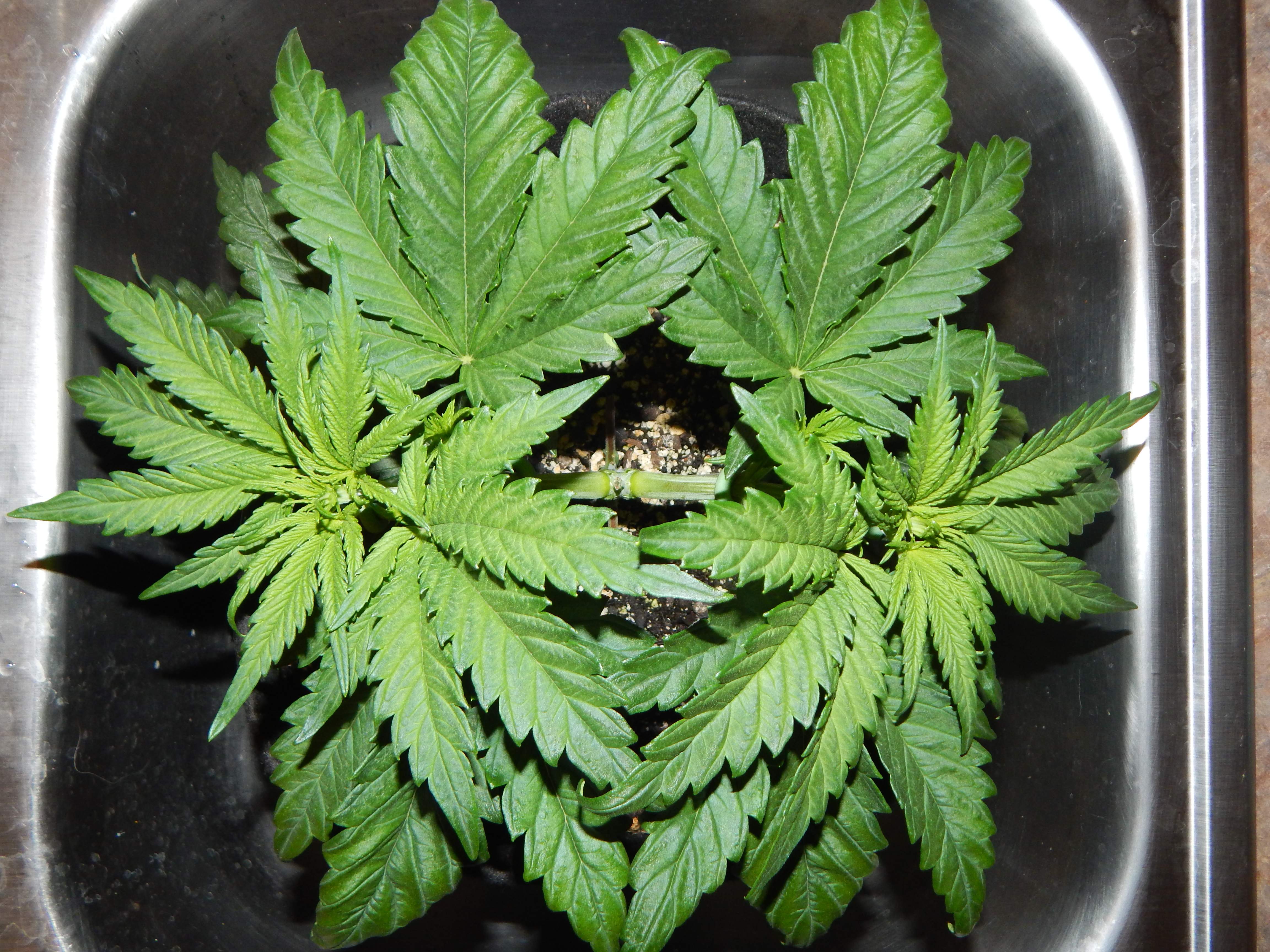 Barney's Farm Pineapple Chunk grow diary (journal) week5 by Howtothc