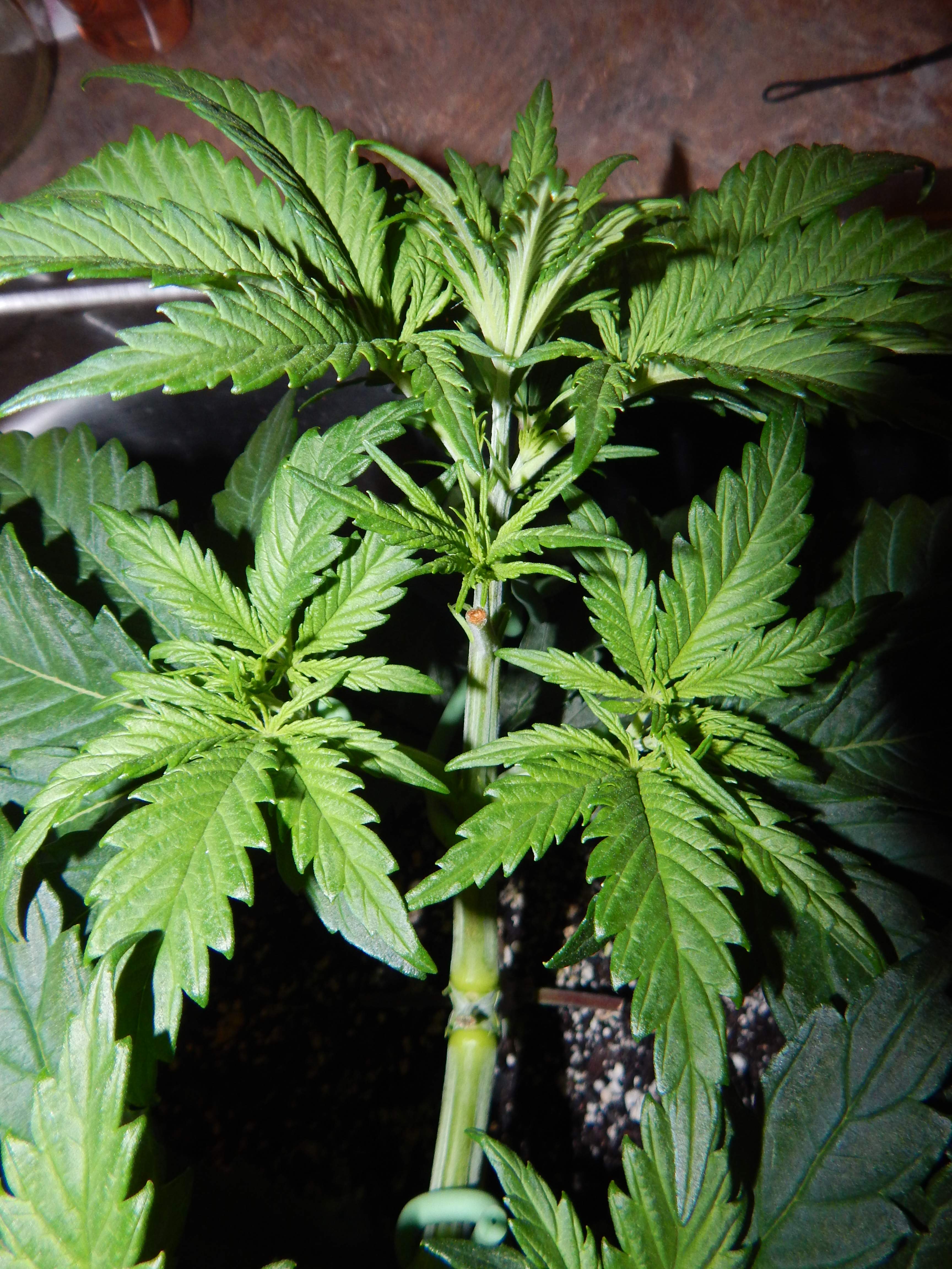 Barney's Farm Pineapple Chunk grow diary (journal) week5 by Howtothc