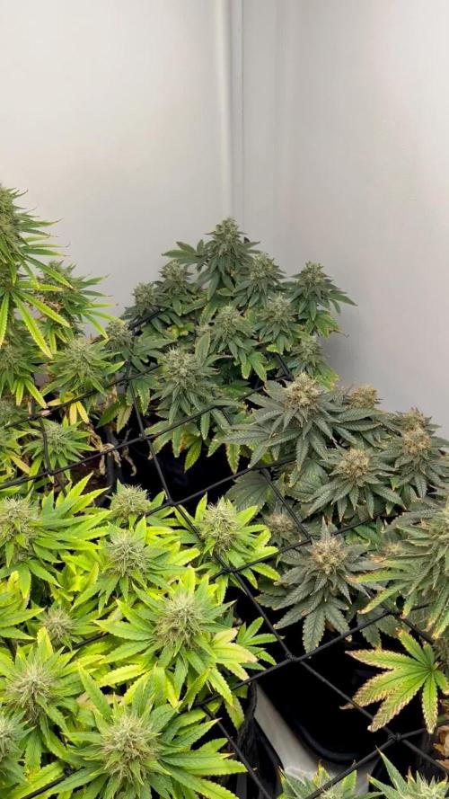 GroW_04_25