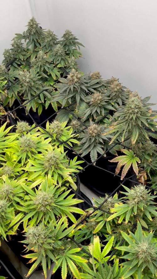 GroW_04_25