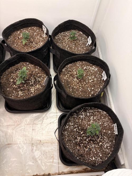 May2026. Week 2