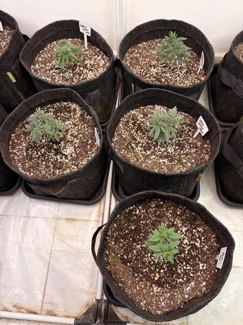 May2026. Week 2