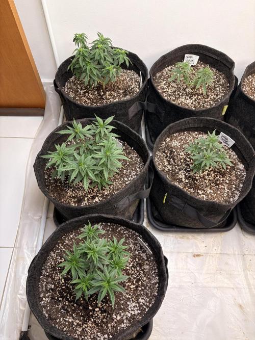 May2026. Week 2