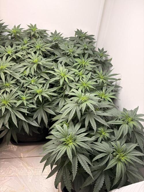 May2026. Week 5