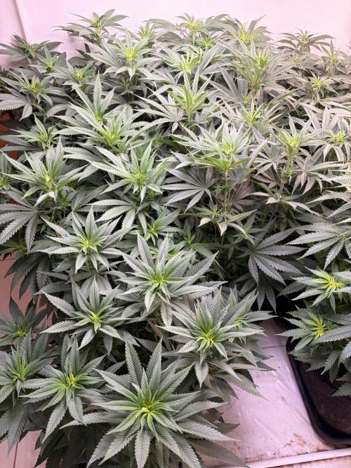 May2026. Week 5