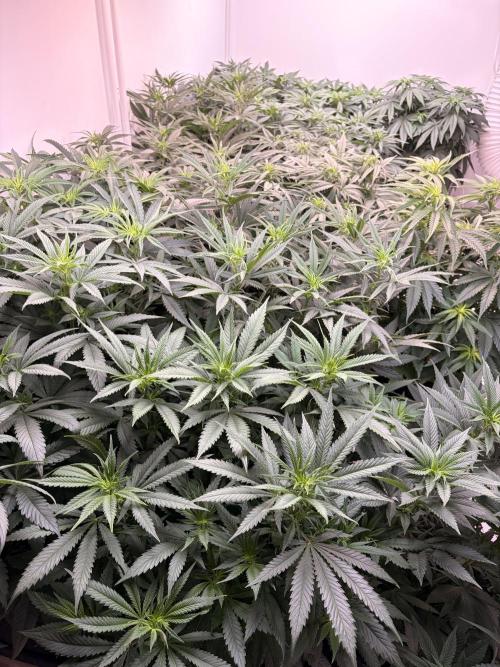 May2026. Week 5