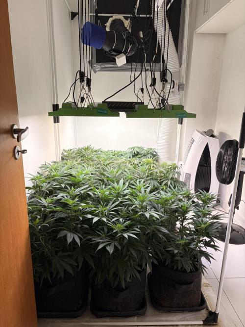 May2026. Week 5
