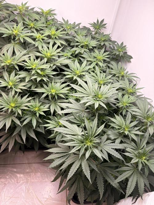 May2026. Week 6