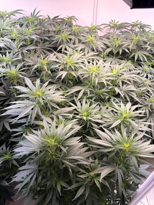 May2026. Week 6