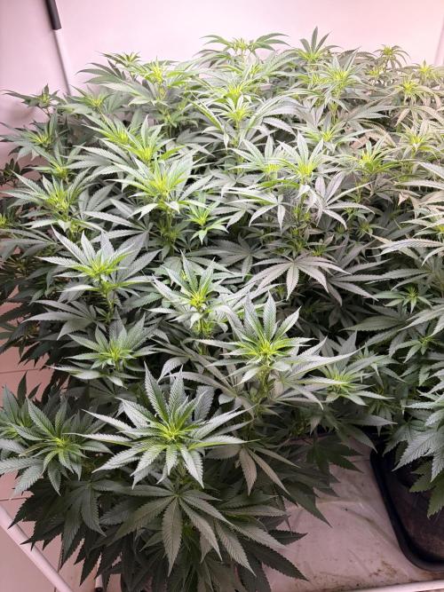 May2026. Week 6