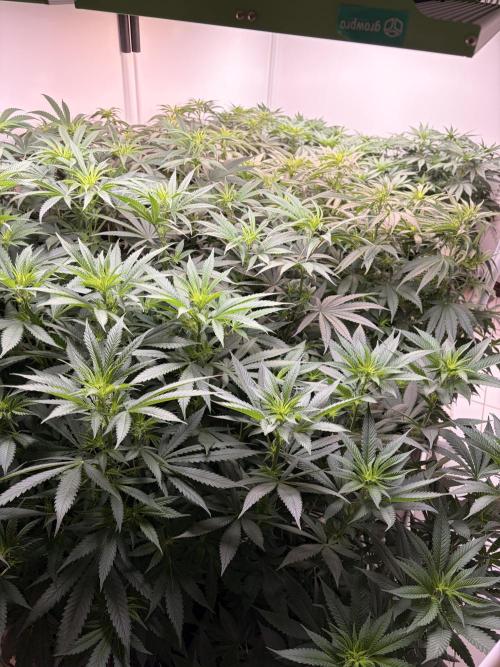 May2026. Week 6