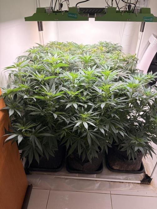 May2026. Week 6