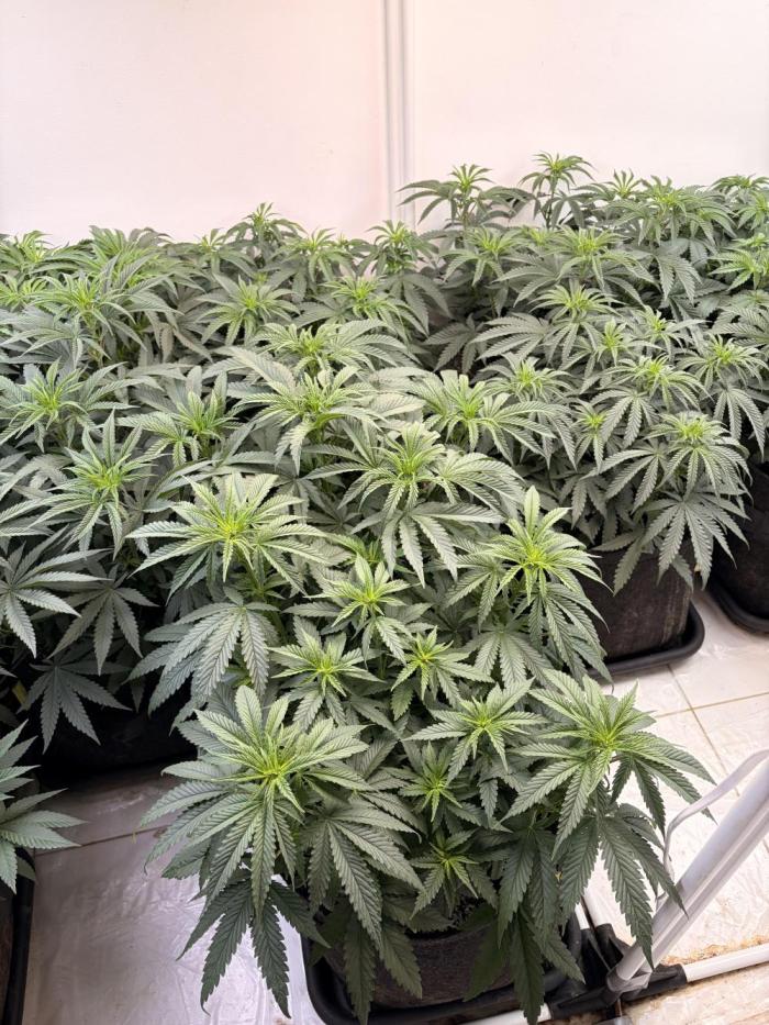 May2026. Week 4