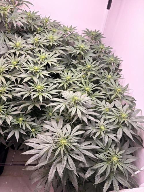 May2026. Week 7