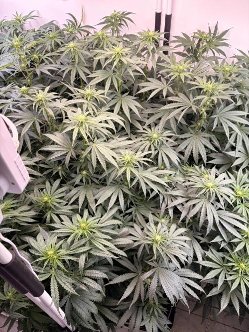 May2026. Week 7