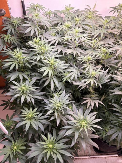 May2026. Week 7