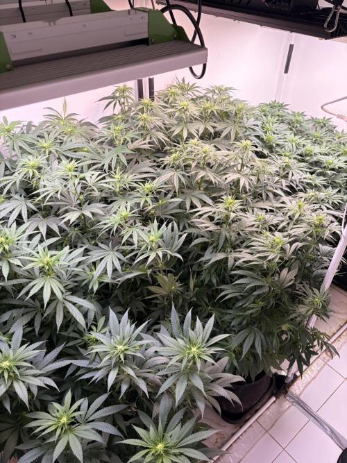May2026. Week 7