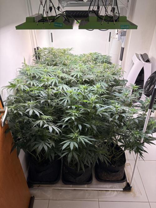 May2026. Week 7