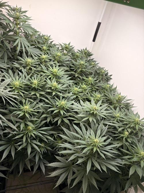 May2026. Week 8