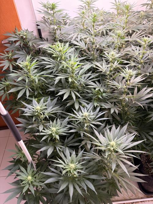 May2026. Week 8