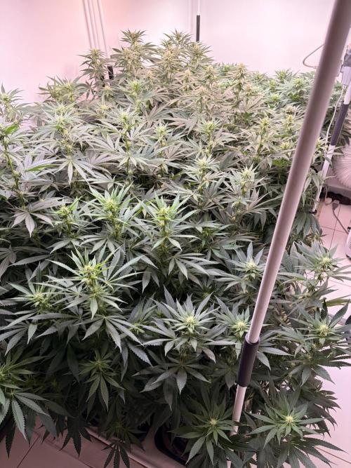 May2026. Week 8