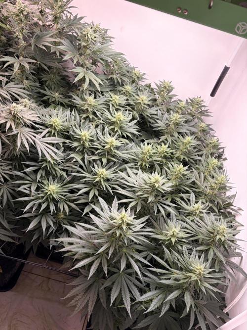 May2026. Week 9