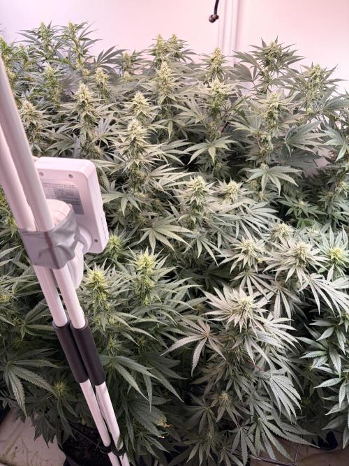 May2026. Week 9