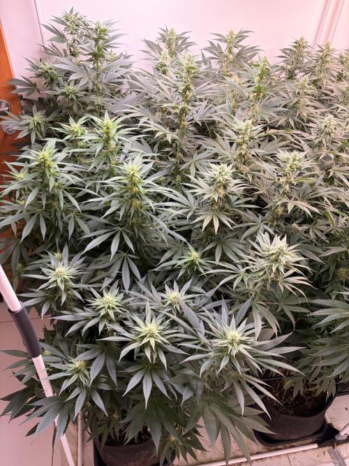 May2026. Week 9