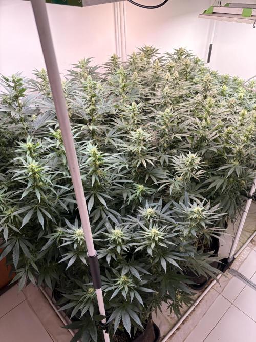 May2026. Week 9