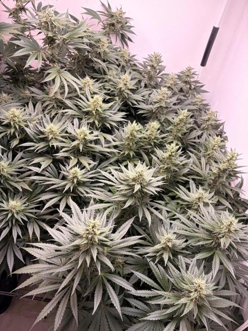 May2026. Week 10