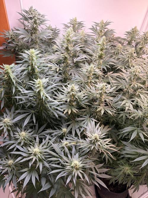 May2026. Week 10